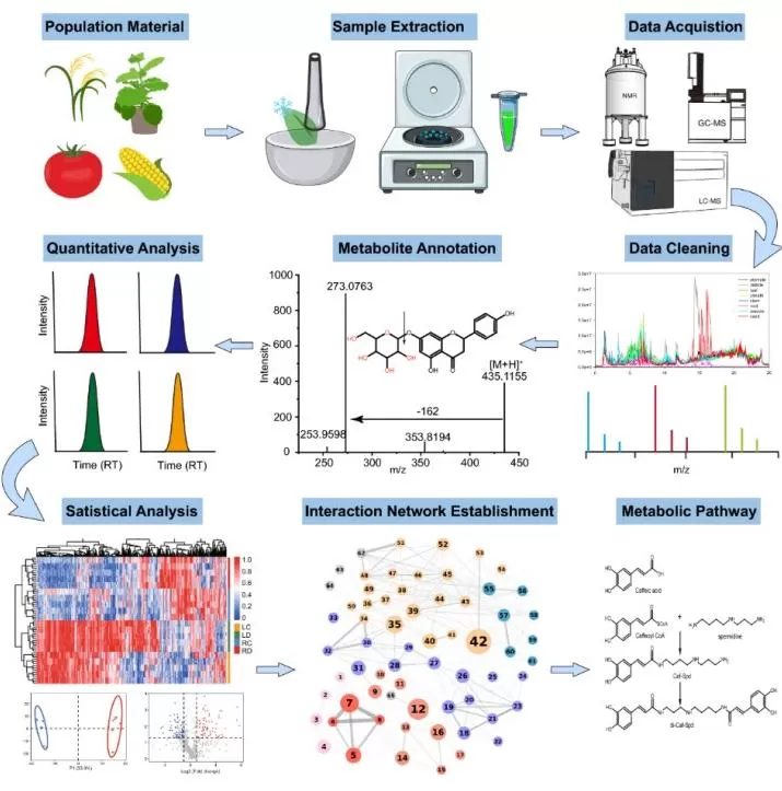Plant metabolomics workflow from sample collection to biological insight